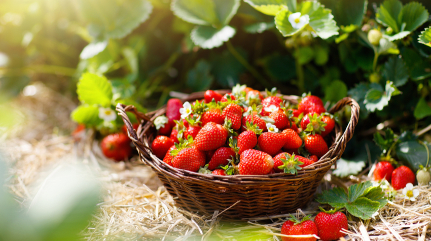 Die Anbau- und Ernteweise von Karls Erdbeeren ist besonders schonend. © Shutterstock, FamVeld