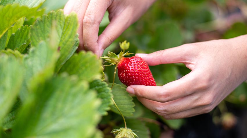 Je vorsichtiger die Erdbeeren geerntet werden, desto länger sind sie haltbar. © Shutterstock, Michelle Sha