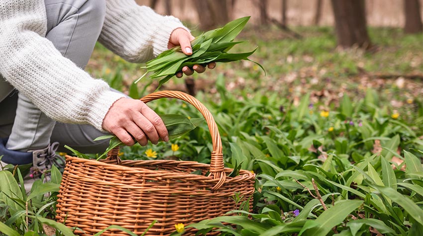 In einer Plastiktüte würden eure gesammelten Kräuter nicht lange überleben. Nutzt deshalb lieber einen luftigen Weidenkorb. © Shutterstock, encierro