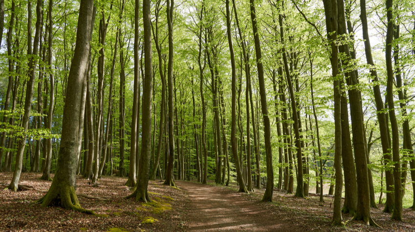 Rügens Natur bietet diverse Möglichkeiten für eine Kneippsche Lebensweise. © Shutterstock, peter jesche