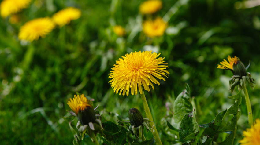 Pflanzen sind laut Sebastian Kneipp unabdingbar, wenn es um das Thema "Gesundheit" geht. © Shutterstock, Flower_Garden