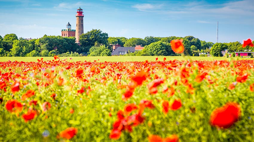 Die Natur am Kap Arkona blüht vor allem im Frühling richtig auf. © Shutterstock, canadastock