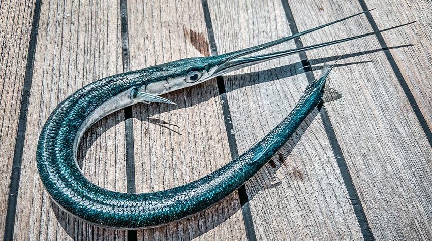 Der Hornfisch wird aufgrund seines langen Kopfes auch Nadelfisch genannt. © Shutterstock, ArtDary