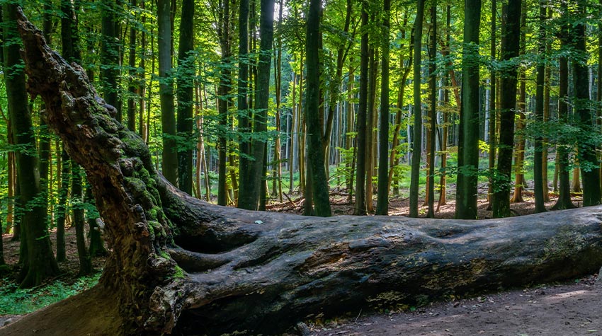 Waldbaden ist eine Naturheilmethode und wirkt sehr entspannend. © Shutterstock, Volker Heide