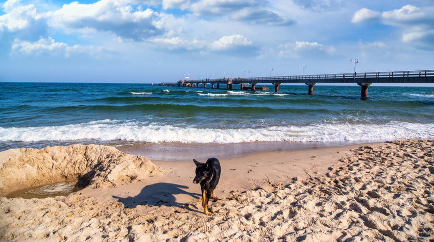 Nach Hundestränden werden ihr auf Rügen nicht lange suchen müssen. © Shutterstock, SSKH-Pictures