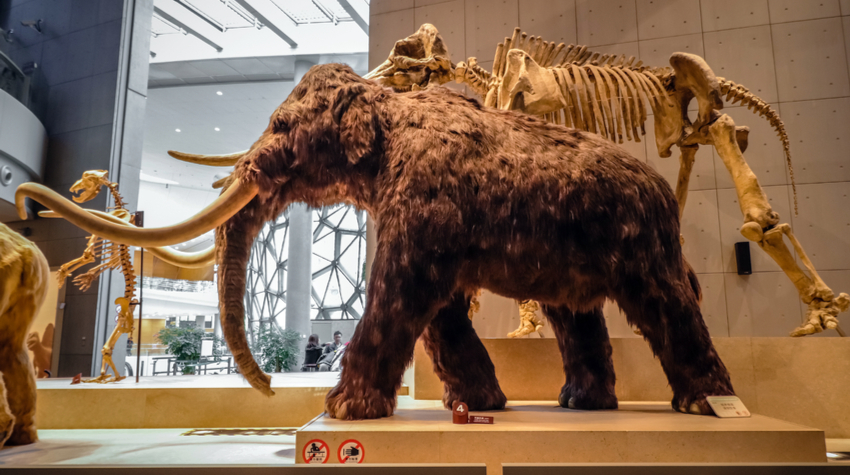 Freut euch darauf, ein Wollhaarmammut-Skelett hautnah zu bestaunen. © Shutterstock, AKKHARAT JARUSILAWONG