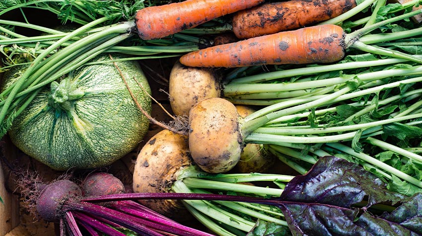 Die Basis eines leckeren Gerichts? Frisches, regionales Gemüse. © Shutterstock, Morinka