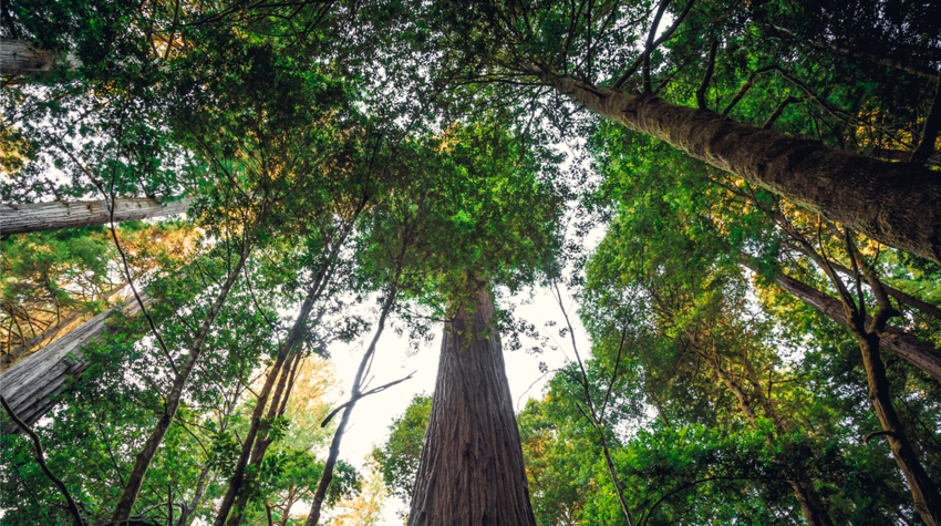 Der höchste Baum der Welt ist 116 Meter hoch. © Adobe Stock, Stephen