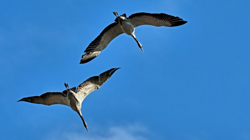 Kraniche werden auch Glücksvögel genannt. © Shutterstock, Bildagentur Zoonar GmbH