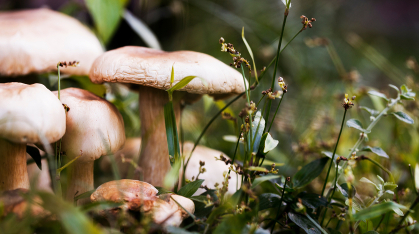In den Wäldern Rügens findet ihr eine Vielzahl an Pilzen. © Shutterstock, Davdeka