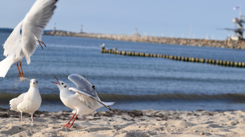 Neben Kranichen gibt es jede Menge anderer Vögel auf Rügen. © Shutterstock, E.v.e_Lisa