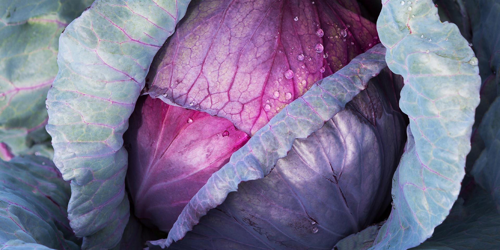 Rotkohl ist gesund und lecker. © Shutterstock, romiri