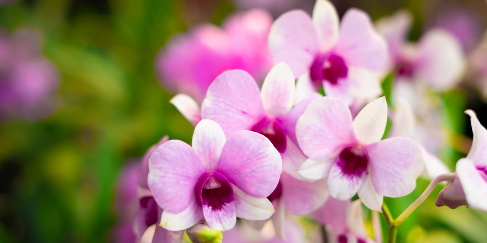 Die Orchidee wächst auf Rügen in der freien Natur. © Shutterstock, ISEN STOCKER