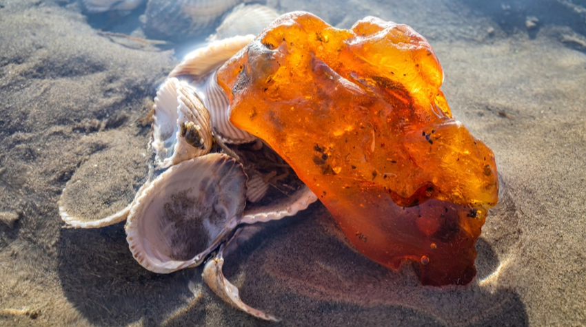 An den Stränden der Ostsee lassen sich zahlreiche spannende Dinge und Strandgut finden. © Shutterstock, Bjoern Wylezich