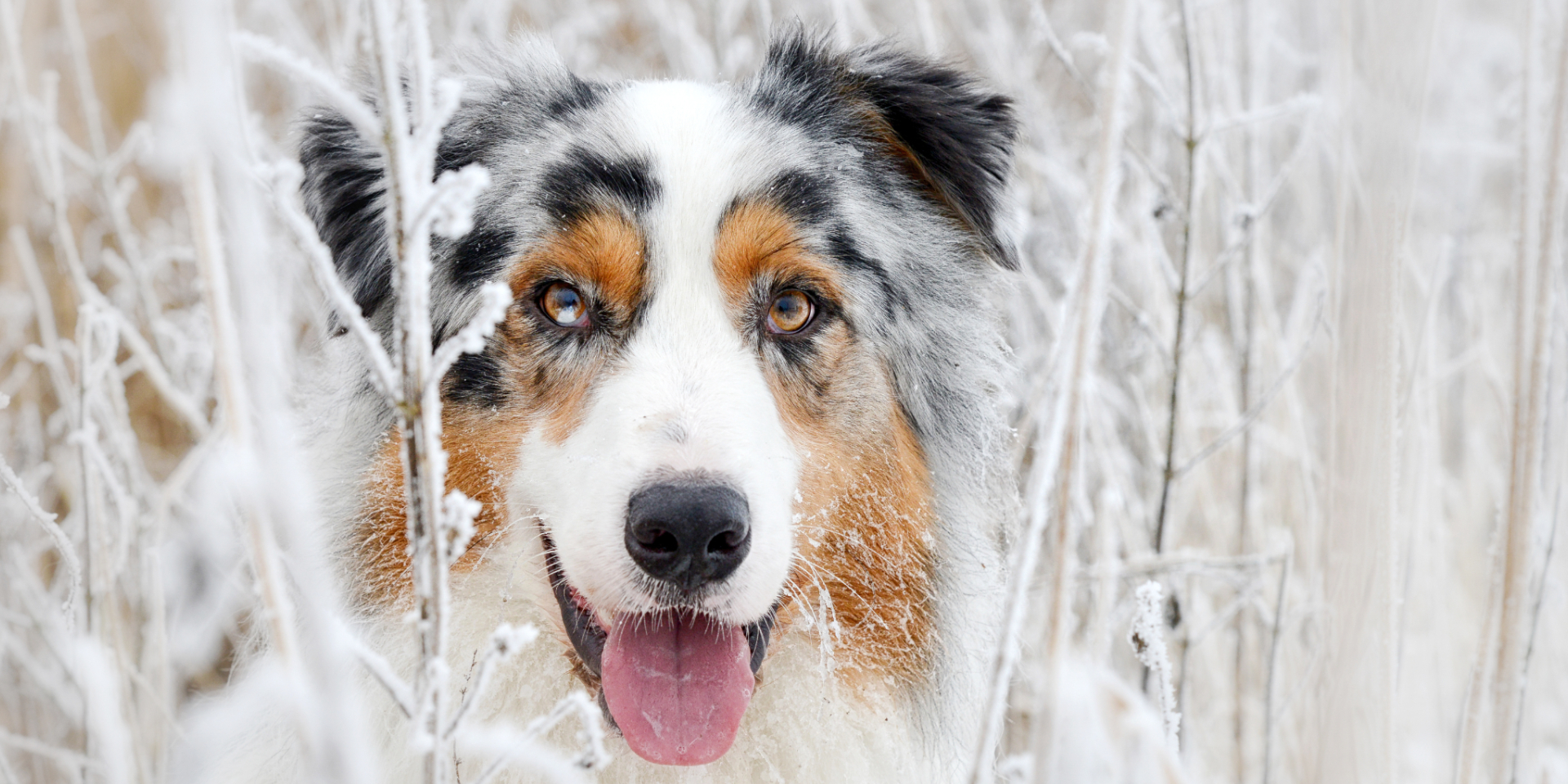 Erfahrt die schönsten Strecken für Winterspaziergänge auf Rügen mit eurem Hund. © Adobe Stock, inkevalentin