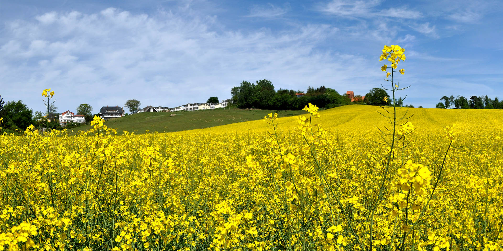 Ein Feld, auf dem Raps in voller Blüte steht und die Szenerie in ein hübsches Geld taucht. © Adobe Stock, textag