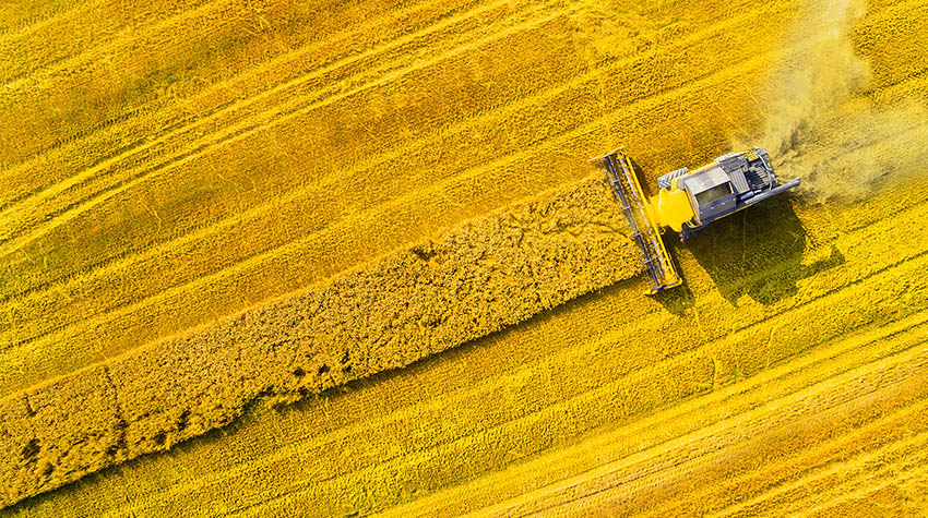 Ein Mähdrescher, der über ein Rapsfeld fährt und die verbleibenden Pflanzen erntet. © Adobe Stock, Kletr
