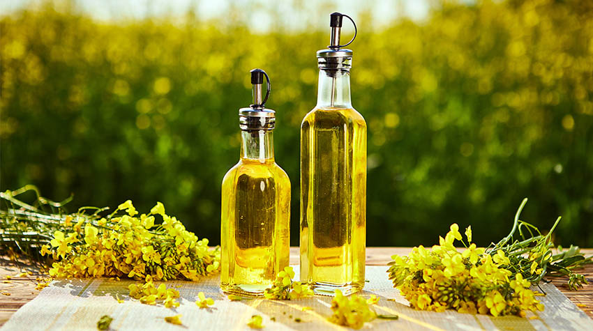 Zwei Ölflaschen mit Rapsöl gefüllt, die auf einem Tisch vor einem Rapsfeld stehen. Auf dem Tisch liegen Rapssträucher. © Adobe Stock, bondvit