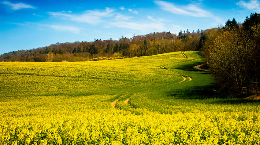 Das Rapsfeld in Rügen, wie es in voller Blüte steht. Ein Wanderweg führt dort hindurch. © Adobe Stock, fotopawel.de